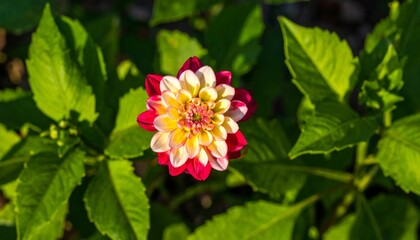 A vibrant bee, covered in pollen, visits a pink daisy blossom in a summer garden