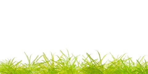 Green grass frame isolated png background. Green lawn border isolated on transparent background.  Spring or summer plant lawn