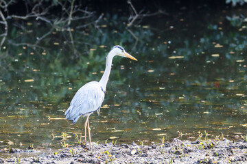 Standing gray heron in an water pond (Japan)