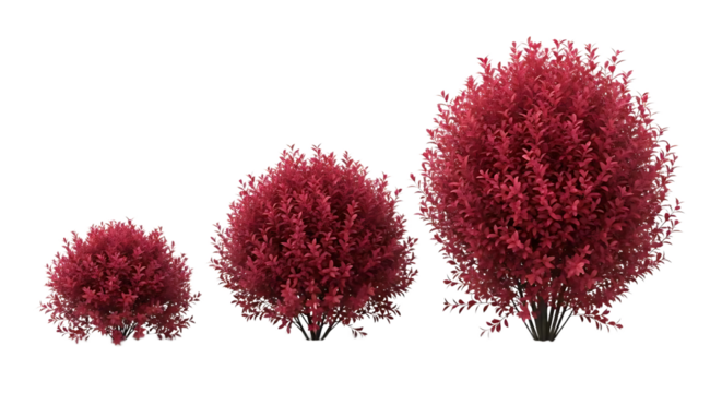 Red bushes different sizes isolated background