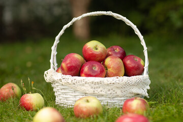 Red apples in the white basket