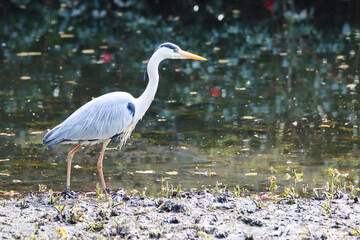 Obraz premium Asian gray heron in an water pond