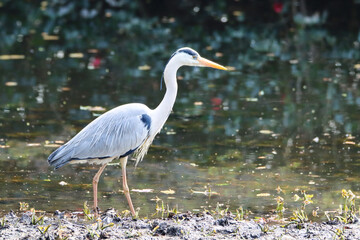 Obraz premium Standing gray heron - close-up photo