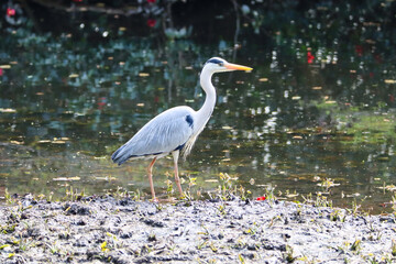 Asian grey heron looking for food