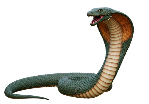 Menacing Green and Orange Cobra Snake in Defensive Posture against Black Background