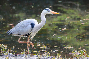 Portrait of an hunting grey heron