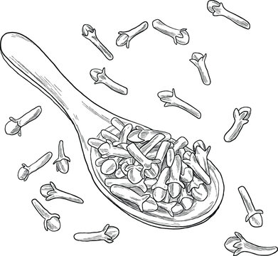 Clove on Spoon Line Sketch