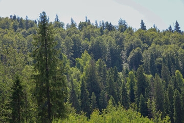 This shot shows a lush forest on a sunny day, where tall trees form a dense green carpet covering a mountainside. The image conveys the beauty and grandeur of the wilderness.