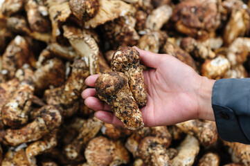 Wild Tricholoma matsutake mushroom in China
