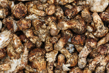 Wild Tricholoma matsutake mushroom in China