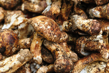 Wild Tricholoma matsutake mushroom in China