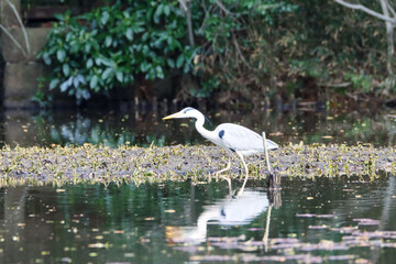 Beauty of nature in a big city (Tokyo)