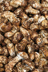 Wild Tricholoma matsutake mushroom in China