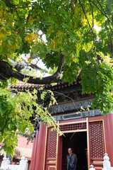 autumn trees of Forbidden City