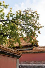 trees and red wall of Forbidden City