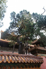 trees and red wall of Forbidden City