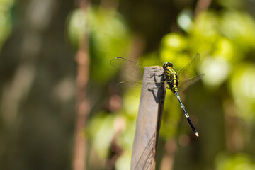 Close-up of a green dragonfly perched on a wooden stick, captured in natural sunlight with a soft blurred background.  