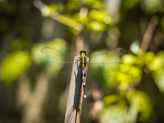 Close-up of a green dragonfly perched on a wooden stick, captured in natural sunlight with a soft blurred background.  
