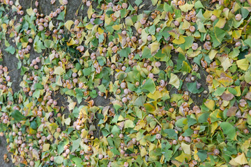 Ginkgo nuts scattered all over the ground