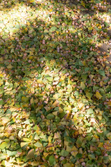 Ginkgo nuts scattered all over the ground
