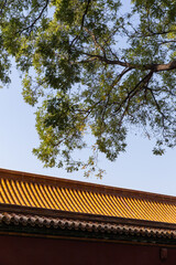 autumn trees of Forbidden City