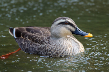 Beautiful eastern spot-billed duck swimming