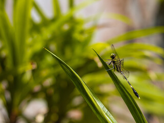 Macro close-up of a dragonfly resting on the tip of a green leaf, showcasing its transparent wings and detailed body structure. 