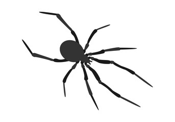 Silueta de araña en fondo blanco