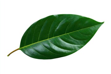 Obraz premium Close-up of a vibrant green leaf, smooth and glossy surface, exhibiting prominent veins