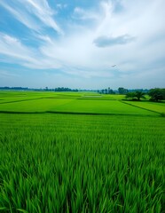 Fototapeta premium green field and blue sky Rice fields