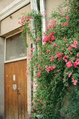 Pink Climbing Roses Against Building Yerevan, Armenia