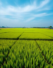 green field and blue sky Rice fields