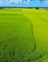 green grass field Rice fields
