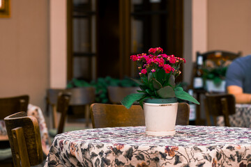 cafe interior room vintage design aged space of table sheet and flower pot with unrecognizable human on background space
