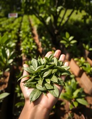 hand holding a plant Tea leaves