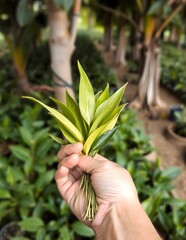 plant in hand Tea leaves