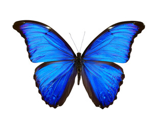 Vibrant blue morpho butterfly displays iridescent wings and intricate patterns, captivating nature's beauty.