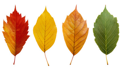 Vibrant autumn leaves showcase seasonal color transition from red to green, perfect for nature projects