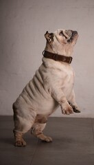 english bulldog puppy