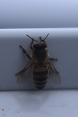 wasp on the window