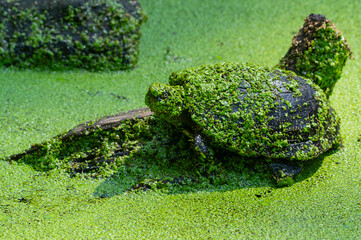 Freshwater turtle camouflaged under duckweed in a marsh