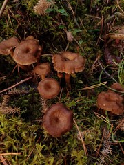 Bunch of funnel chanterelles growing in a forest in october.