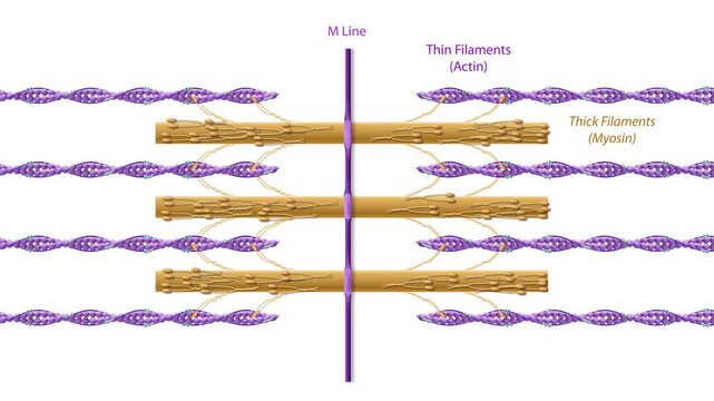 3D animation of sarcomere structure with thick myosin filaments, thin actin filaments, and M line in skeletal muscle fiber