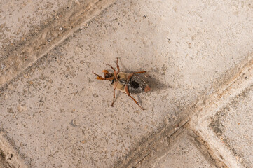 Close-up of dead beetle on concrete floor
