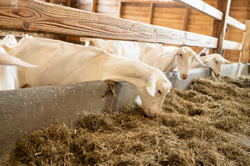 White goats eating hay in a barn with wooden interior