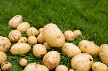 Freshly harvested potatoes scattered on lush green grass background