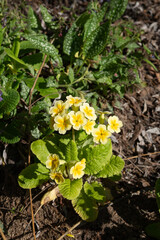 Vibrant yellow primula flowers blooming in sunlit garden