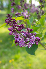 Purple and white lilac blossoms in sunlit garden