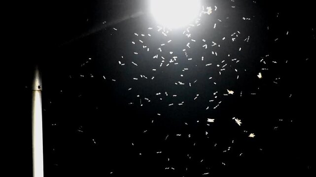 Insects and termites flying in front of a lamppost in dark. 