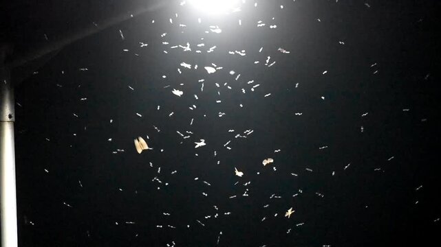 Insects and termites flying in front of a lamppost in dark. 